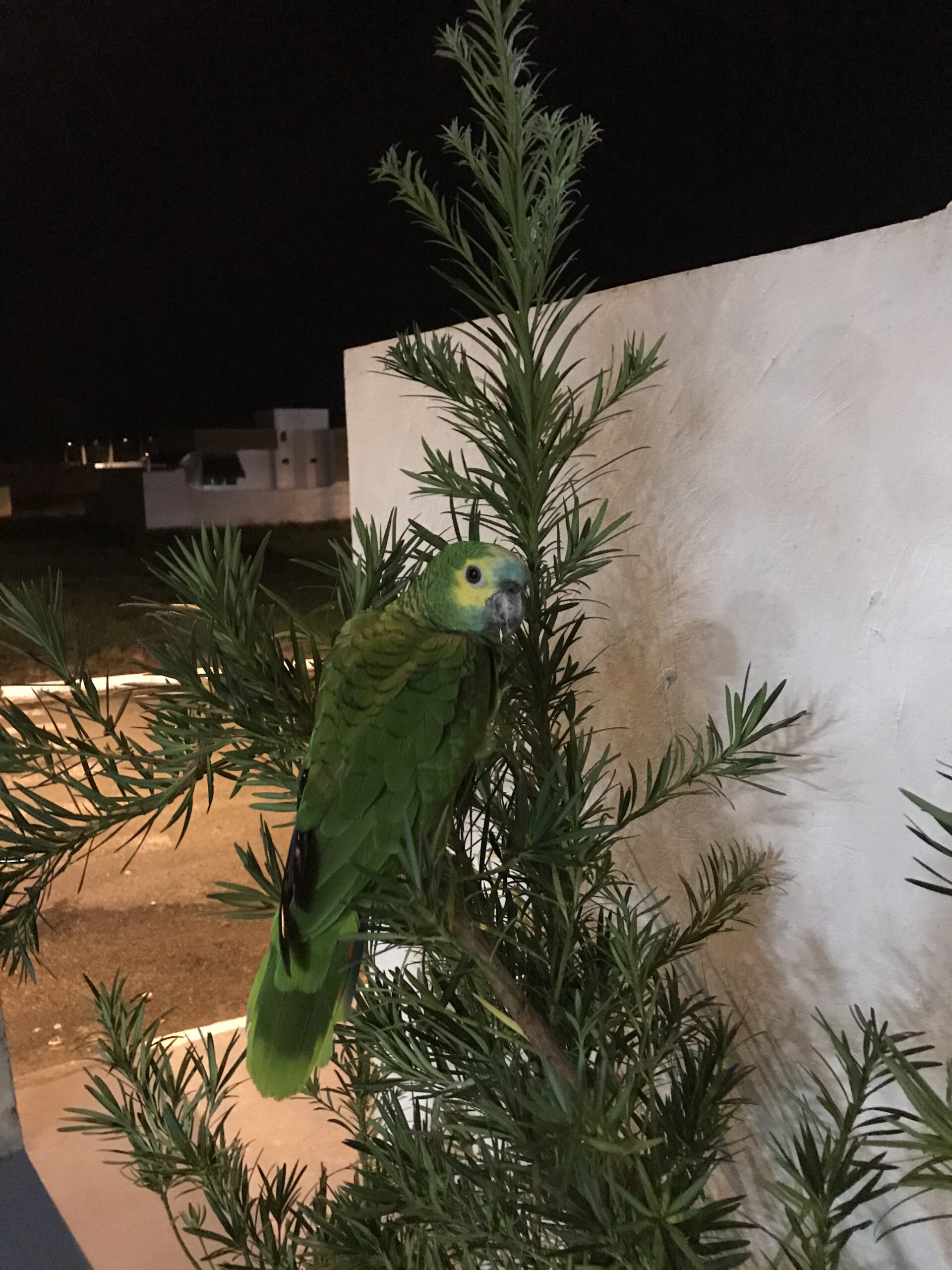 Papagaio perdido com anilha de identificação