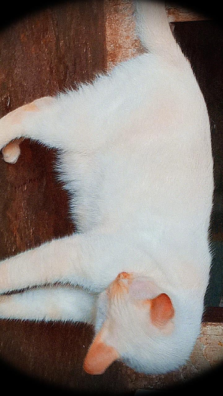 Gato branco adulto desaparecido