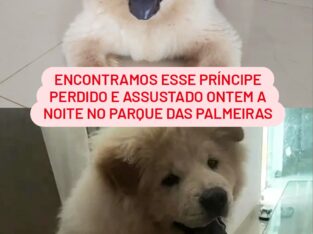 Cachorro encontrado no Parque das Palmeiras