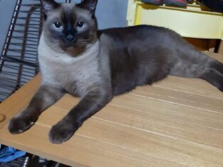 Gato Siamês Perdido – Pq. Do Buriti