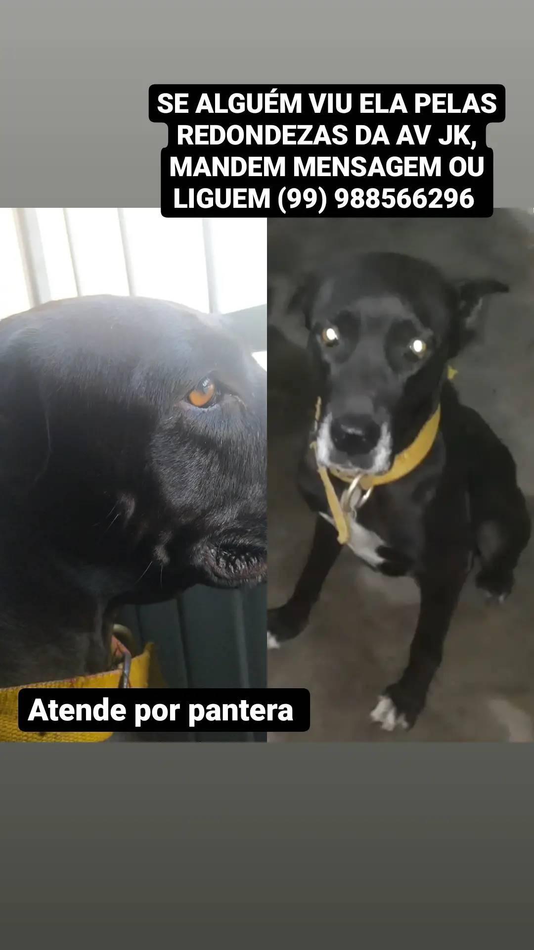DOG ARGENTINO, PANTERA