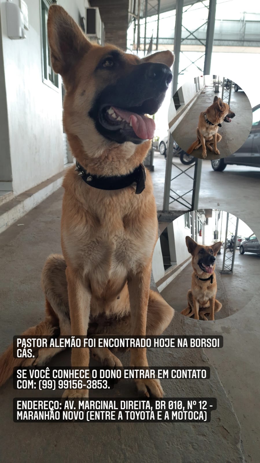 Cachorro perdido no Maranhão Novo
