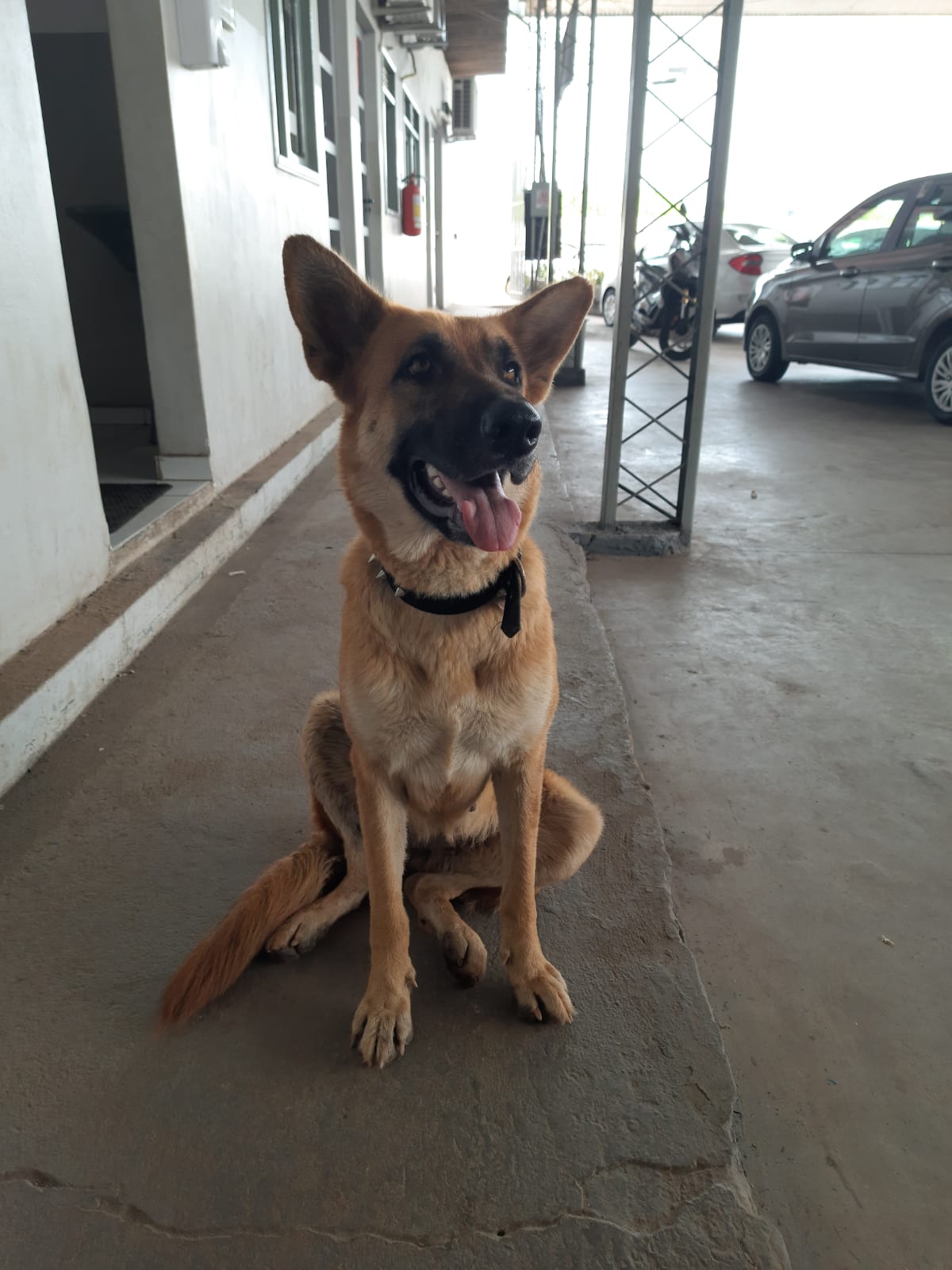 Cachorro perdido no Maranhão Novo