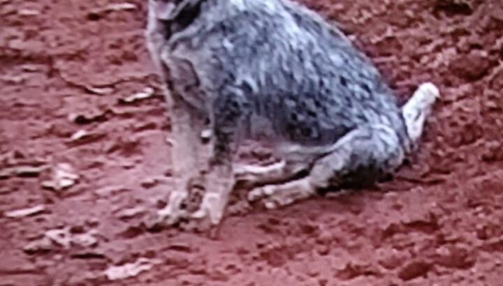 Cadela Perdida – Boiadeiro Australiano