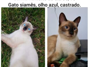Gato siamês desaparecido Parque Alvorada II