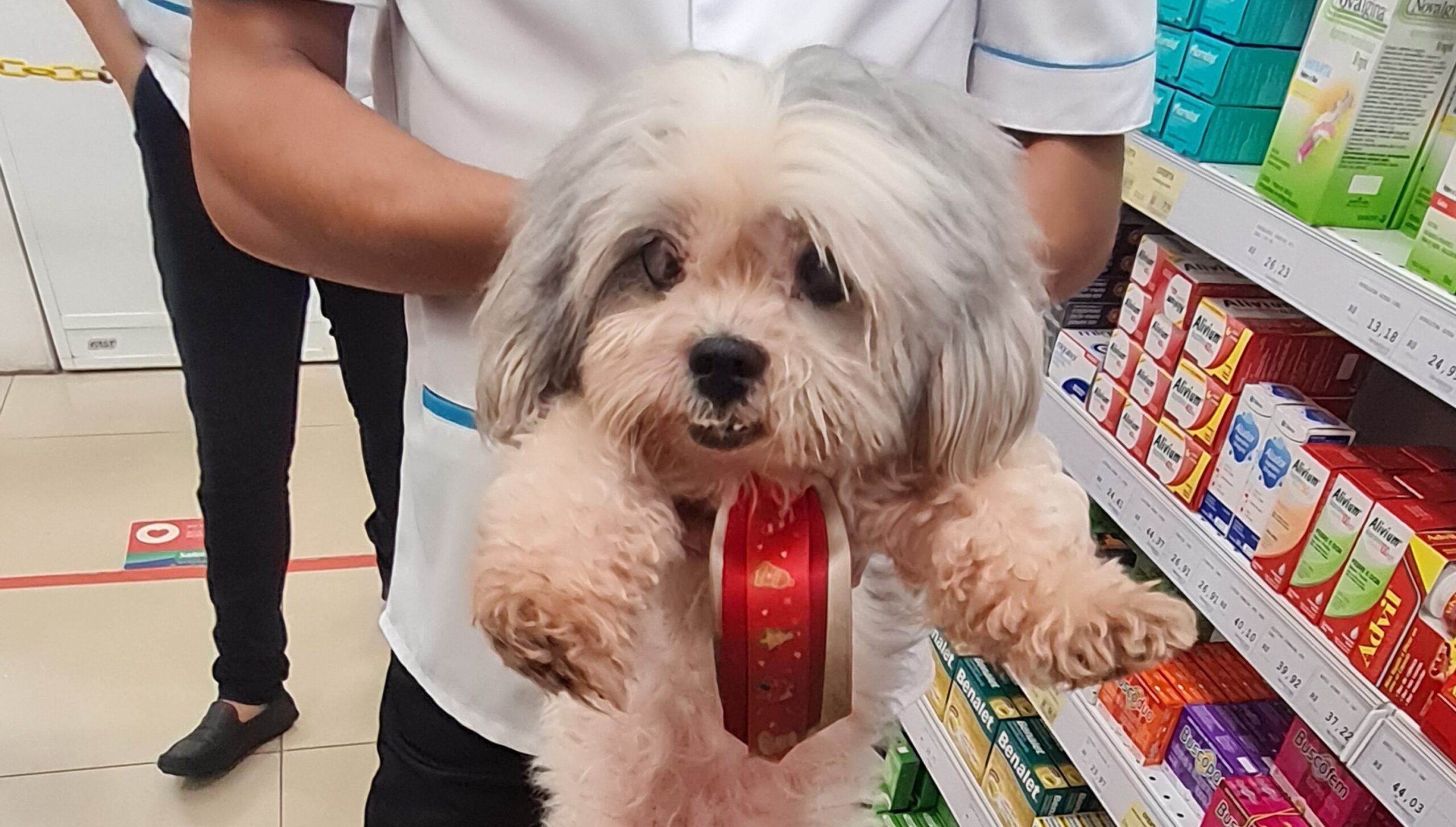 Cachorro encontrado na Bernardo Sayão