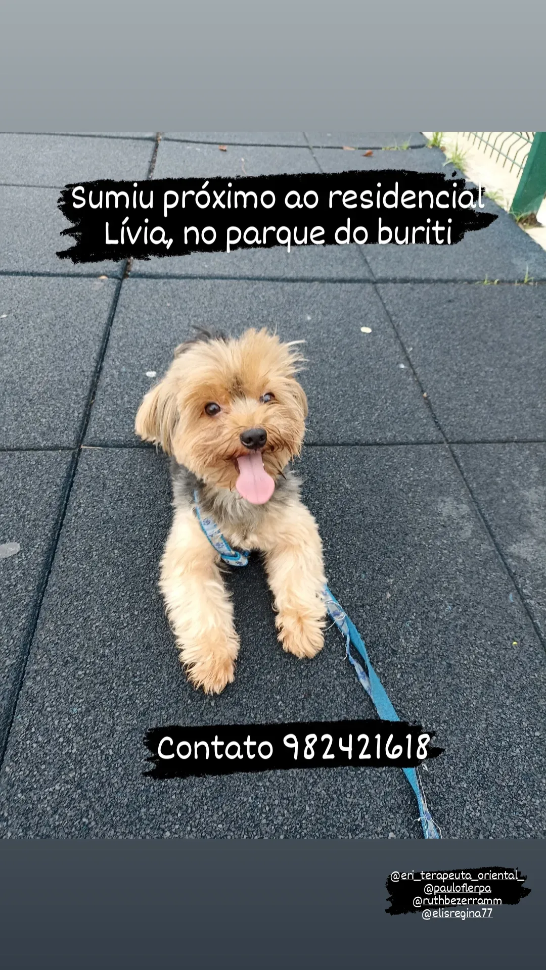 Cachorro desaparecido no bairro parque buriti