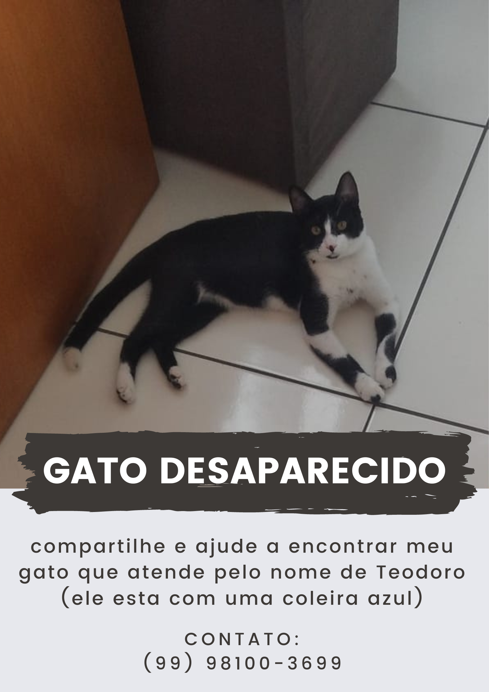 GATO PERDIDO – Nova Imperatriz