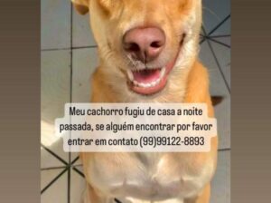 Cachorro perdido conjunto Brasil novo