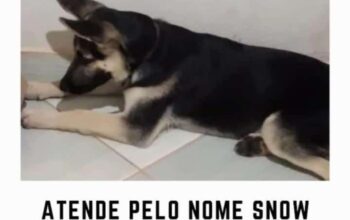 Perdi meu cachorro pastor alemão capa preta