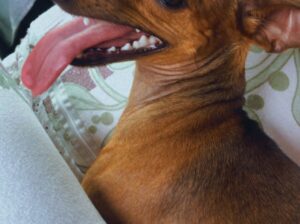 Cachorro Pinscher desaparecido no bairro Pq Anhang