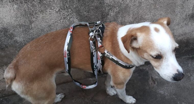 Cachorro vira lata desaparecido