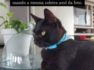 Gato preto desaparecido PAGO RECOMPENSA