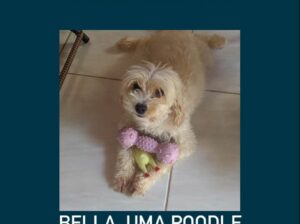 Cachorra desaparecida, poodle Bella