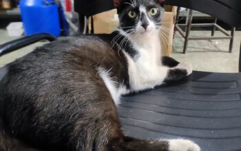Gato desaparecido próximo atende por nome de CHICO