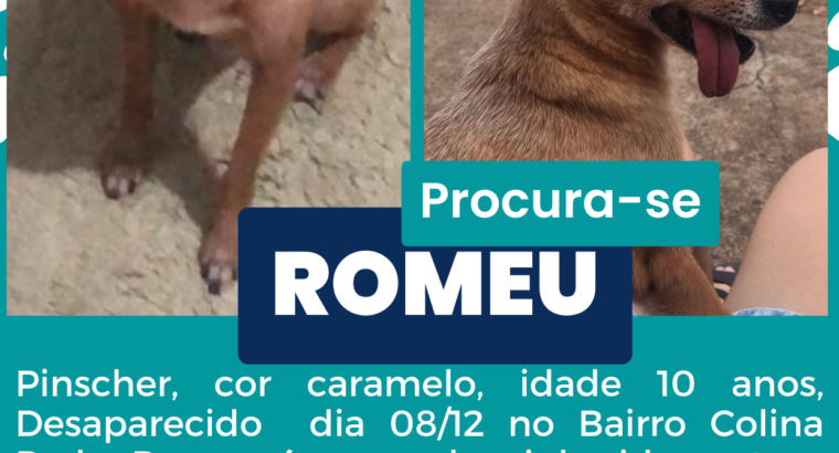 Cão desaparecido, ofereço recompensa