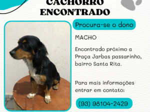 Cachorro encontrado. Procura-se o dono!