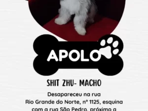 CACHORRO DESAPARECIDO NOVA IMPERATRIZ