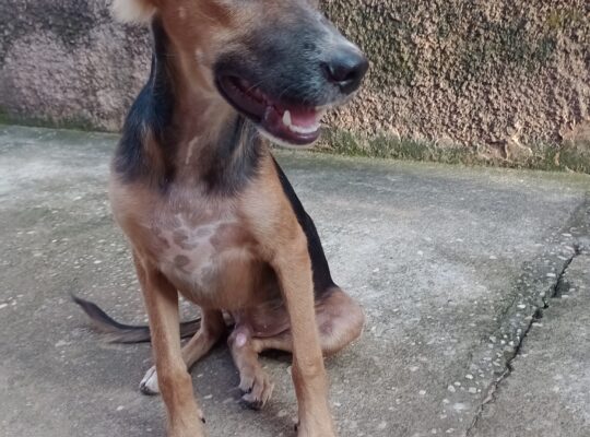 Cachorro encontrado no Parque Buriti.