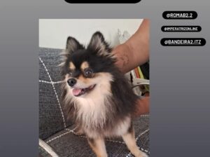 Cachorro encontrado na Nova Imperatriz