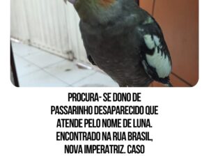 Calopsita encontrada na nova imperatriz