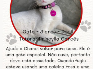 Gata branca adulta desaparecida