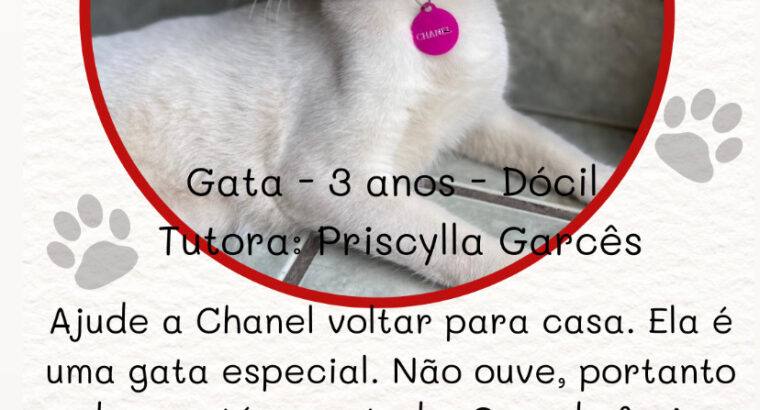 Gata branca adulta desaparecida