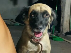 Cachorra desaparecido no parque São José