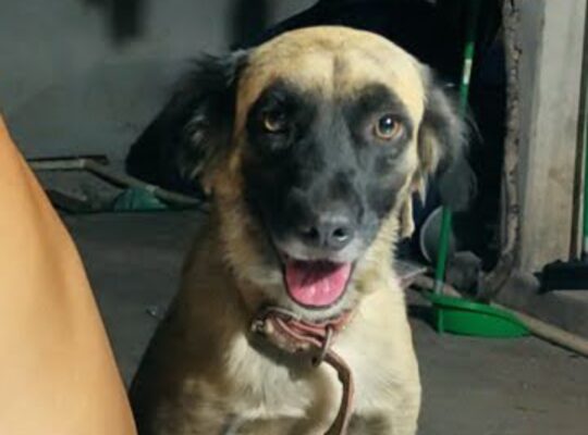 Cachorra desaparecido no parque São José