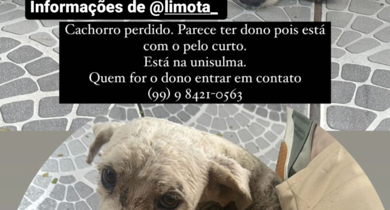 Cachorro encontrado na Nova Imperatriz