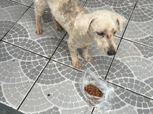 Cachorro encontrado na Nova Imperatriz