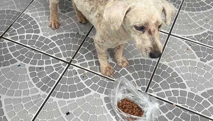 Cachorro encontrado na Nova Imperatriz