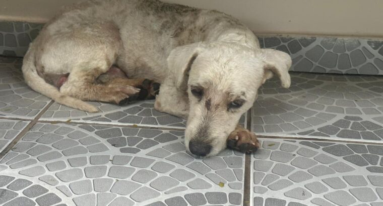 Cachorro encontrado na Nova Imperatriz