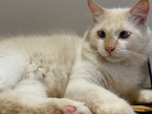 Gato branco peludo olhos azuis perdido no Jd. Slz